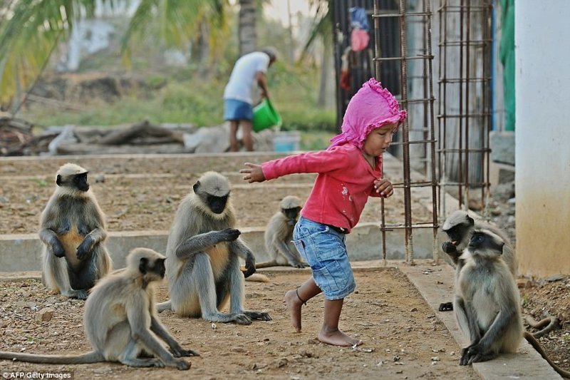 Маугли из Индии: 2-летний мальчик нашел дружит с дикими обезьянами