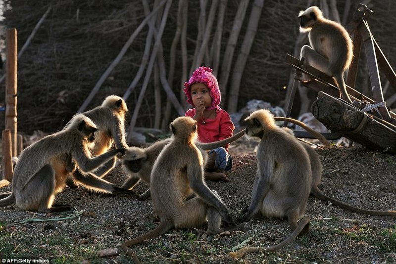 Маугли из Индии: 2-летний мальчик нашел дружит с дикими обезьянами