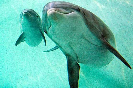 Роды с дельфинами в 