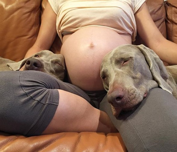 Когда животные и беременность - это хорошо: 2 истории из жизни