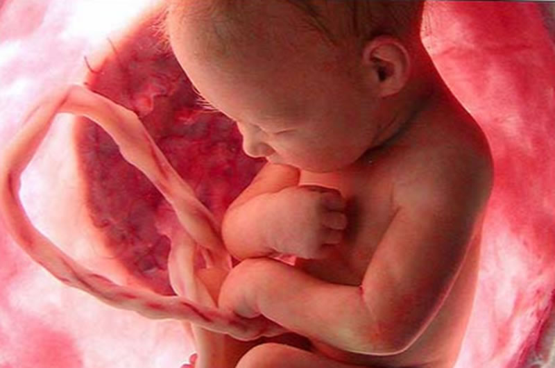 Жизнь в утробе: 13 важных фактов о беременности, о которых мало кто знает