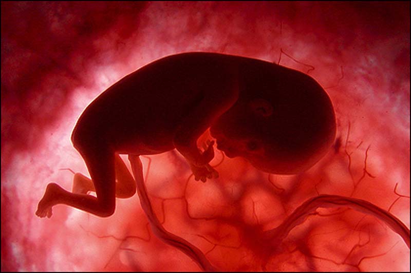 Жизнь в утробе: 13 важных фактов о беременности, о которых мало кто знает