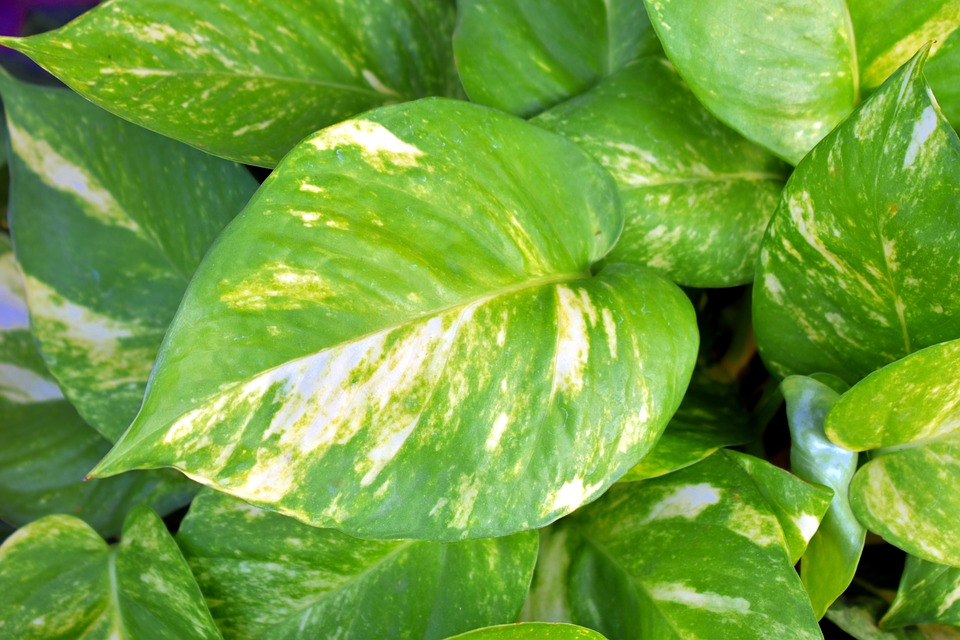 Диффенбахия и еще 9 домашних растений, которые опасны для здоровья ребенка 