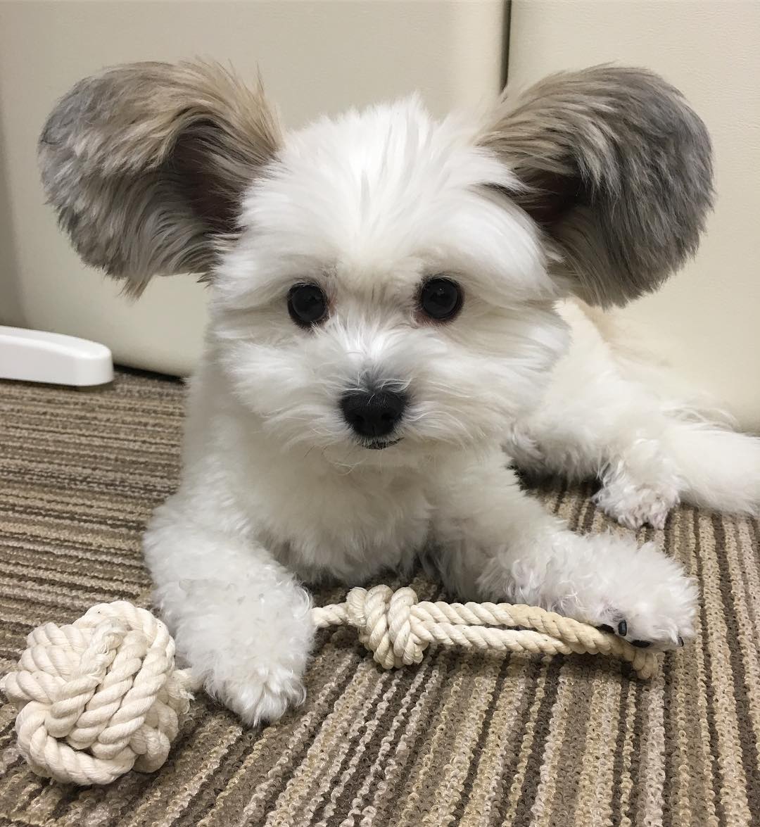 Безумно милый щенок с ушами, как у Микки Мауса стал новой звездой соцсетей