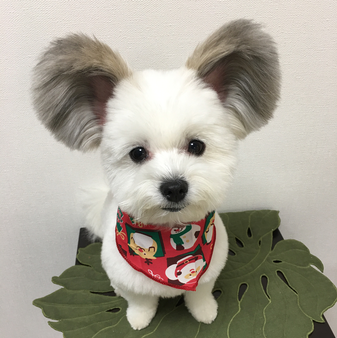Безумно милый щенок с ушами, как у Микки Мауса стал новой звездой соцсетей