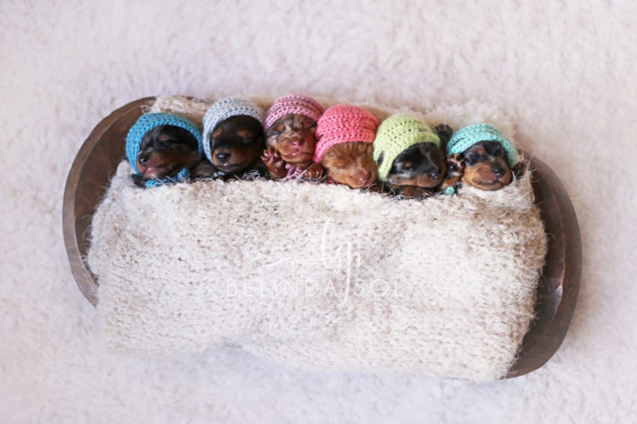 Эти новорожденные щенки таксы растопят ваше сердце (7 фото)