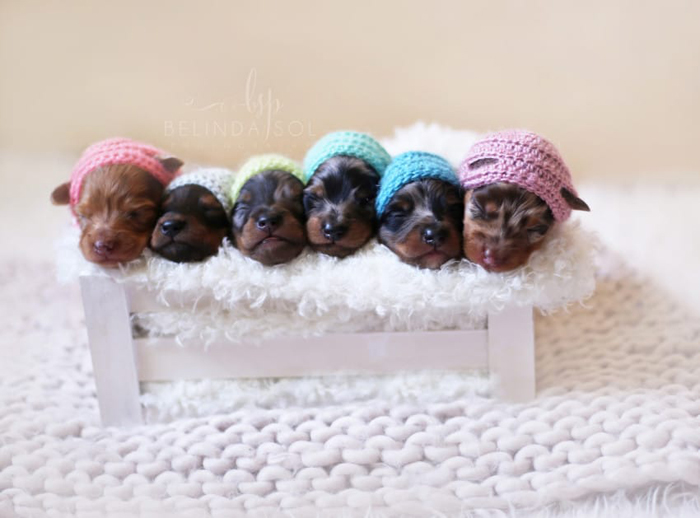 Эти новорожденные щенки таксы растопят ваше сердце (7 фото)