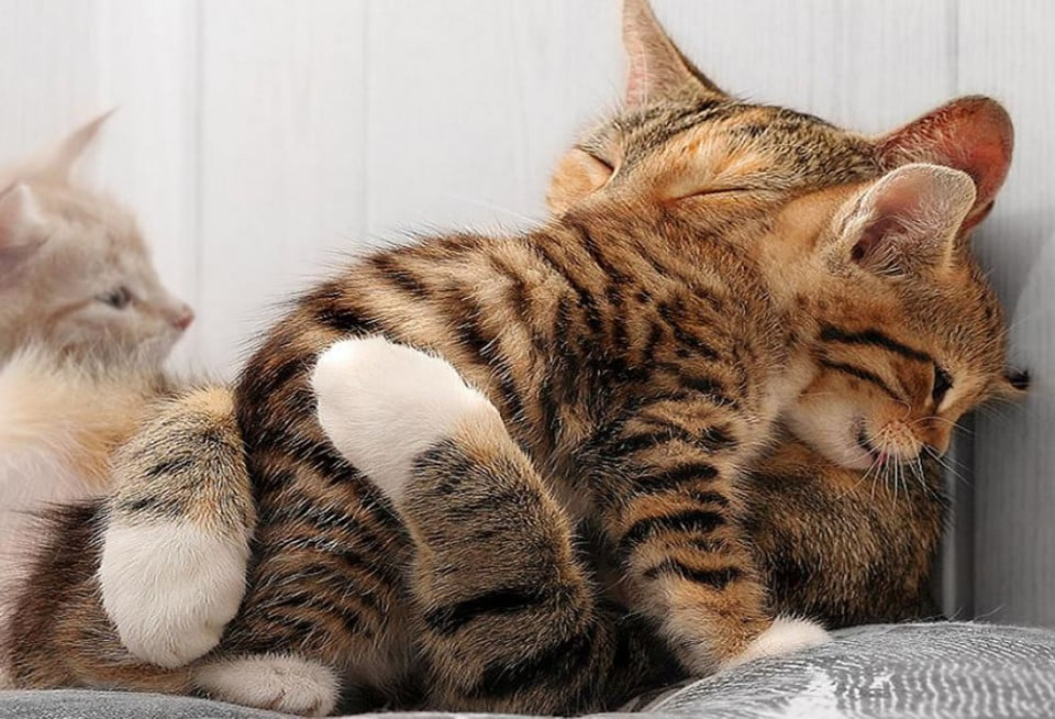 10 фото котят и их мамочек, которые вызывают слезы умиления