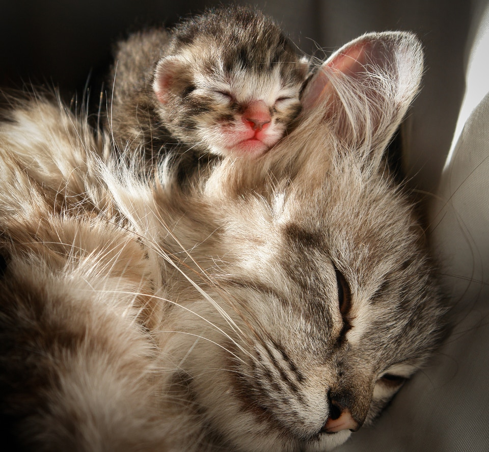 10 фото котят и их мамочек, которые вызывают слезы умиления