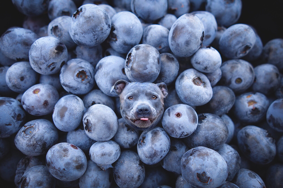 Шпиц в мороженном и бульдог в ягодах - в Instagram сходят с ума от еды с собаками