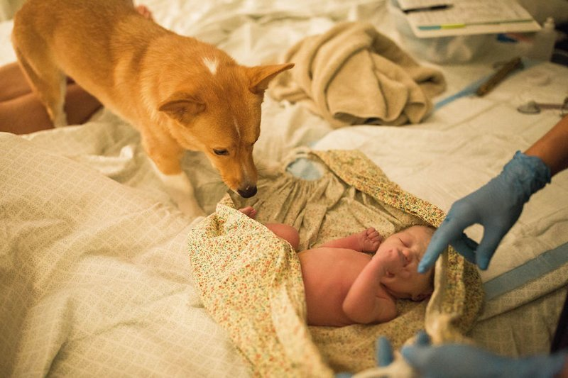 «Этот пес сделал все, чтобы помочь хозяйке родить. Совсем как человек!