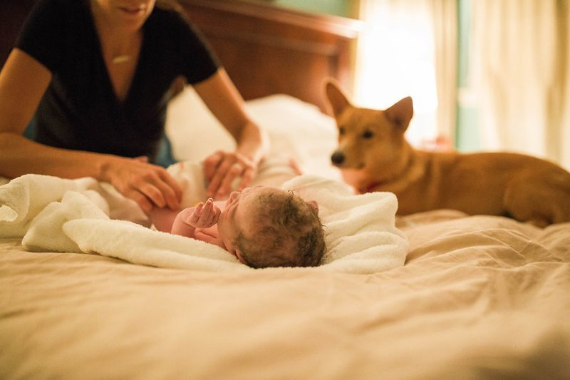 «Этот пес сделал все, чтобы помочь хозяйке родить. Совсем как человек!